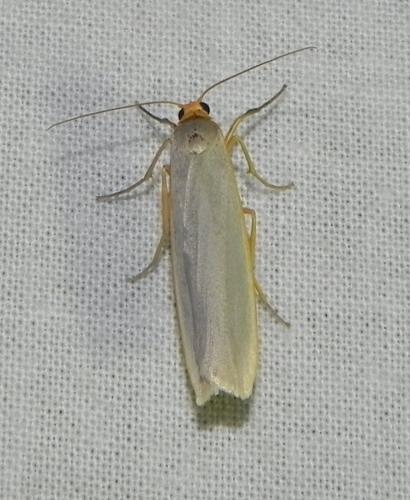 Réf. 164 568 : Eilema caniola