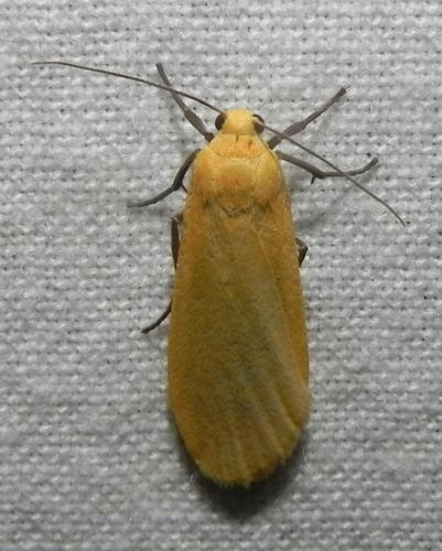 Réf. 164 433 : Eilema sororcula