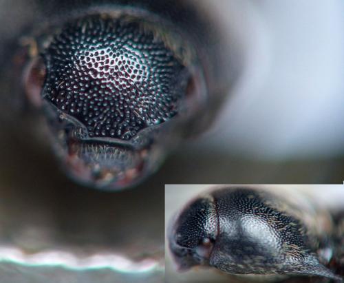 Agriotes sputator