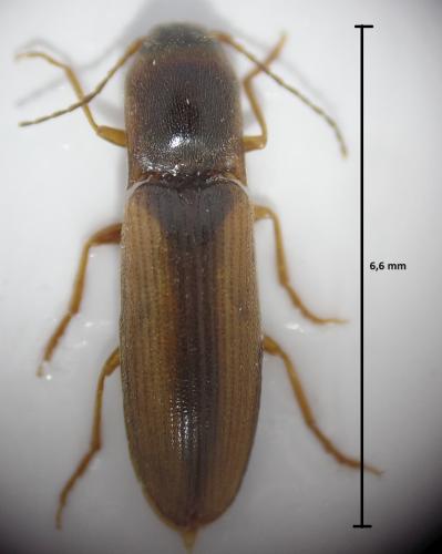 Dalopius marginatus