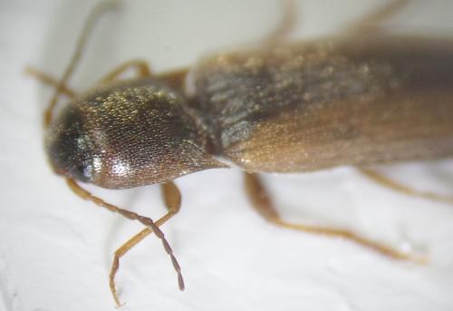 Dalopius marginatus