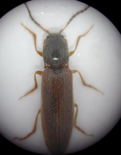 Athous campyloides