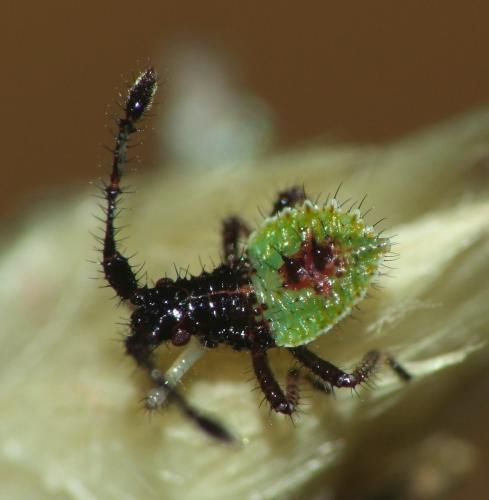 Réf. 164 736 : Enoplops scapha