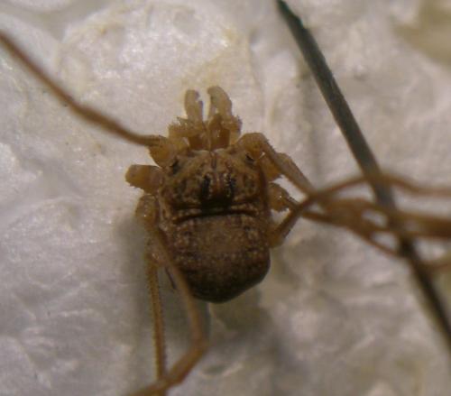 Réf. 164 440 : Rilaena triangularis