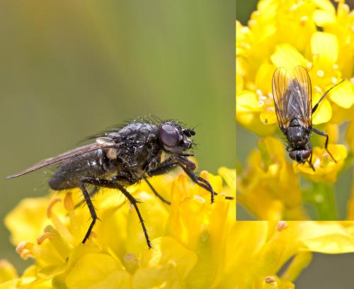 Drymeia sp.