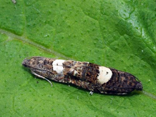 Epiblema sticticana