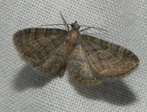 Réf. 164 529 : Eupithecia haworthiata