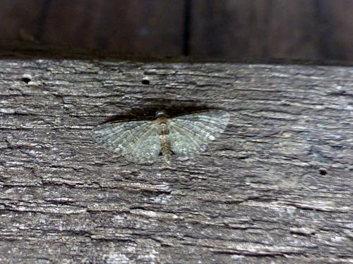 Eupithecia sp.