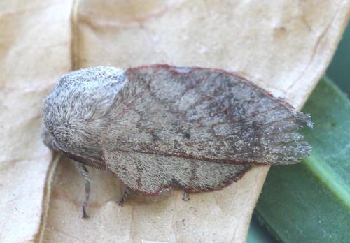 Phyllodesma suberifolia