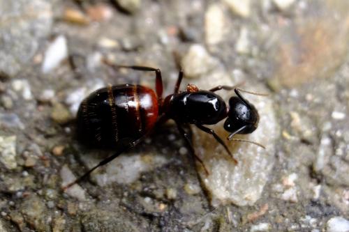 Réf. 164 197 : Camponotus ligniperda