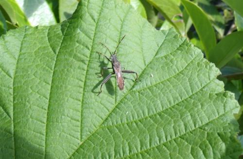 Camptopus lateralis