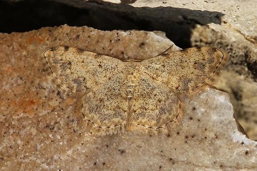 Scopula submutata