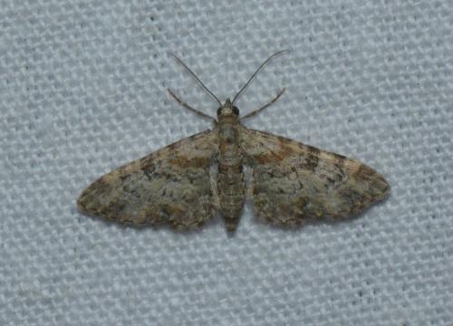 Réf. 164 437 : Eupithecia laquaearia