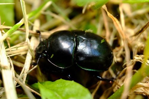 Réf. 164 198 : Trypocopris pyrenaeus