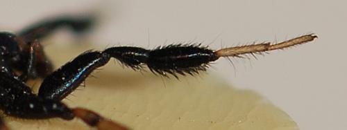 Setaphis carmeli