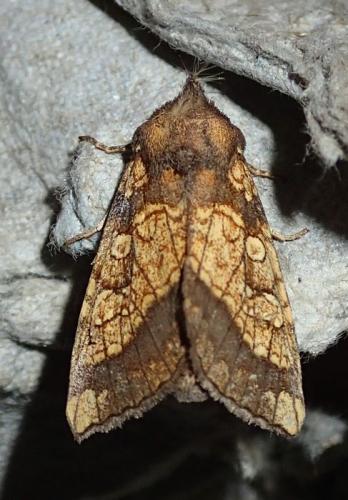 Gortyna flavago