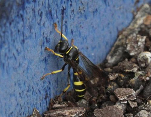 Gorytes planifrons