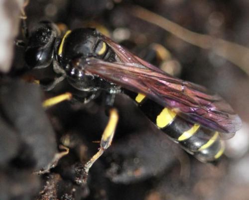 Gorytes planifrons