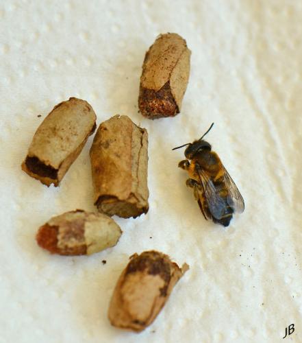 Megachile sp.