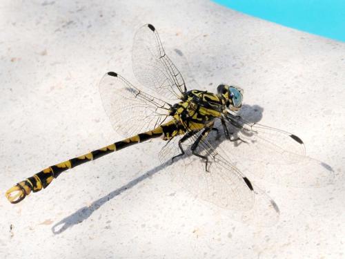 Onychogomphus uncatus