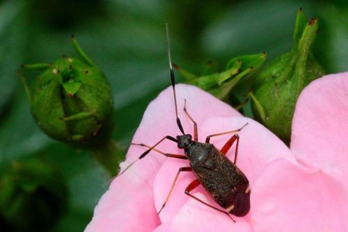 Closterotomus biclavatus