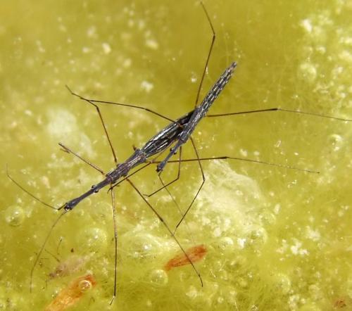 Hydrometra stagnorum