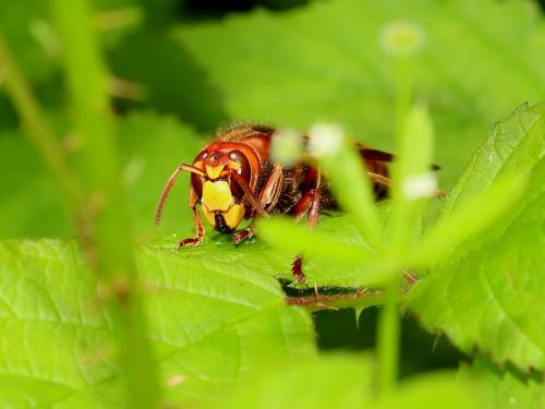 Vespa crabro
