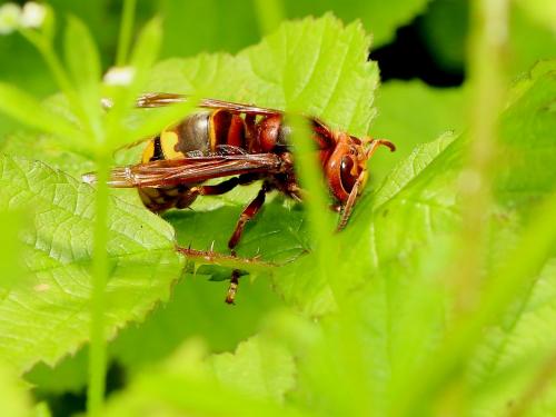 Vespa crabro
