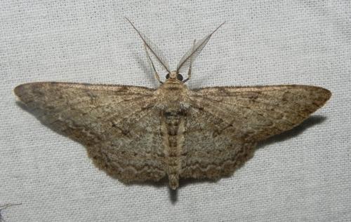 Réf. 164 470 : Hypomecis punctinalis