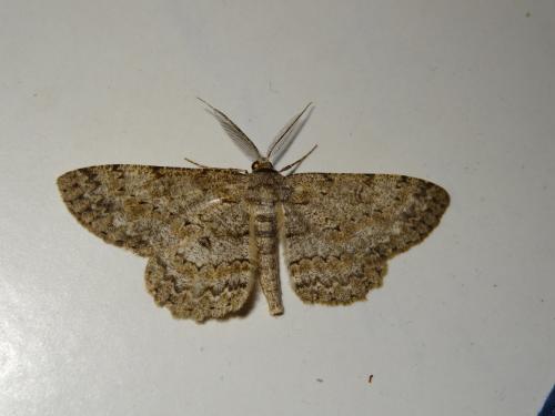 Réf. 164 908 : Hypomecis punctinalis