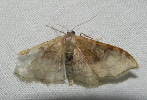 Réf. 164 516 : Idaea degeneraria