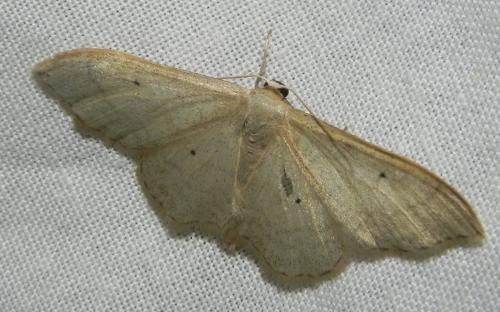 Réf. 164 543 : Idaea straminata