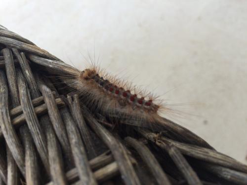 Lymantria dispar
