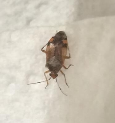 Réf. 164 680 : Deraeocoris sp.