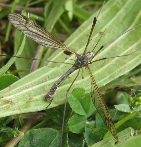 Réf. 164 395 : Tipula couckei