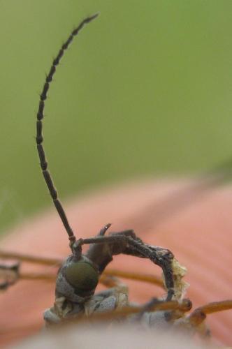 Réf. 164 630 : Tipula couckei