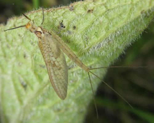 Ephemera glaucops