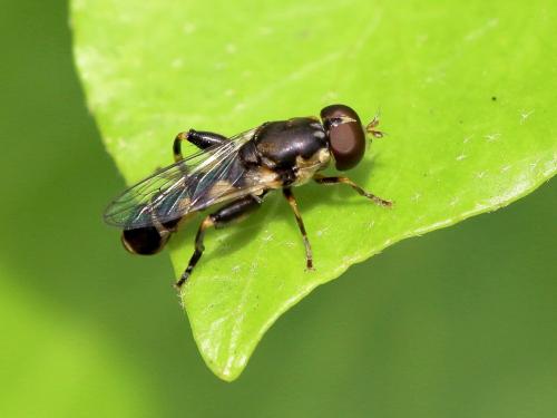 Réf. 164 356 : Syritta pipiens