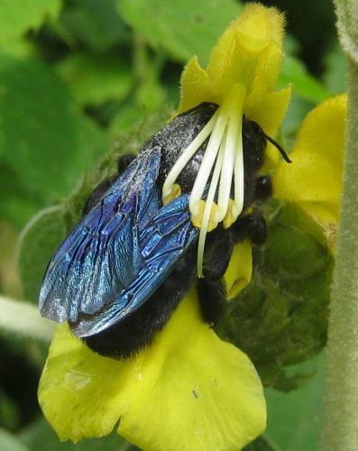 Xylocopa sp.