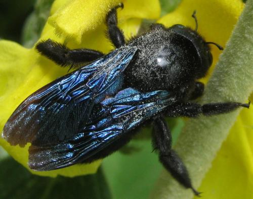 Xylocopa sp.