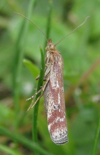 Delplanqueia sp.