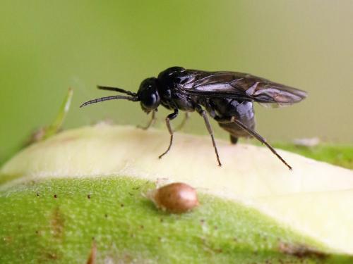 Cladardis elongatula