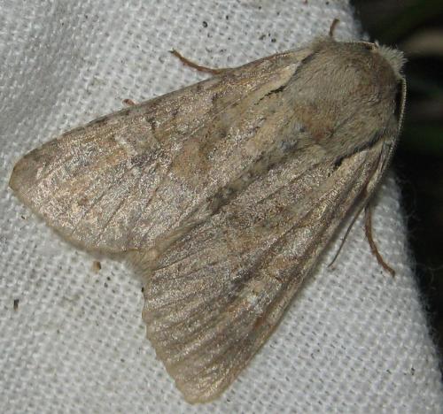 Réf. 164 670 : Apamea sordens