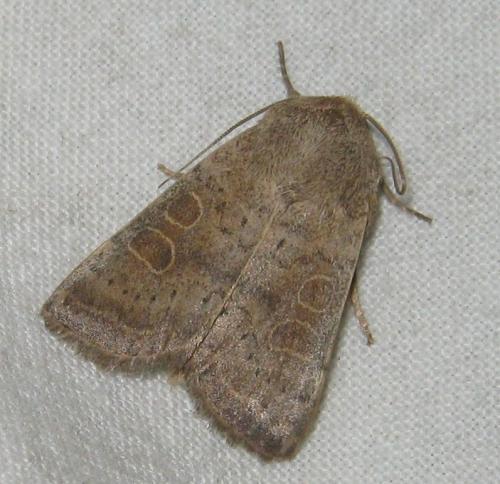 Hoplodrina (ambigua-blanda)
