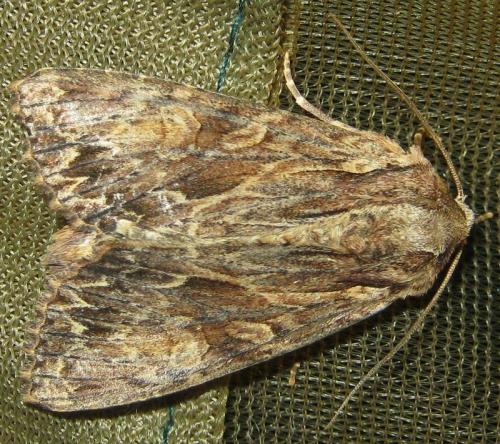 Apamea syriaca