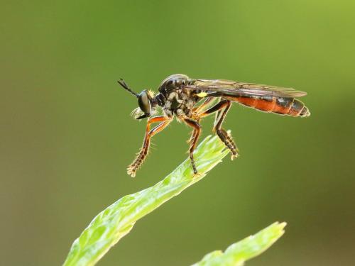 Réf. 164 245 : Dioctria hyalipennis