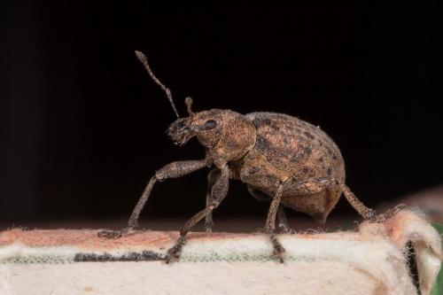 Liophloeus sp.