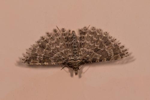 Alucita huebneri