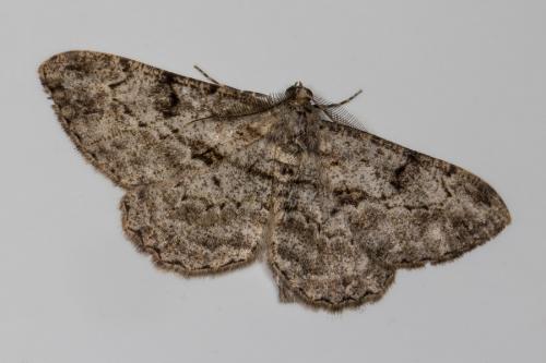 Réf. 164 344 : Peribatodes rhomboidaria