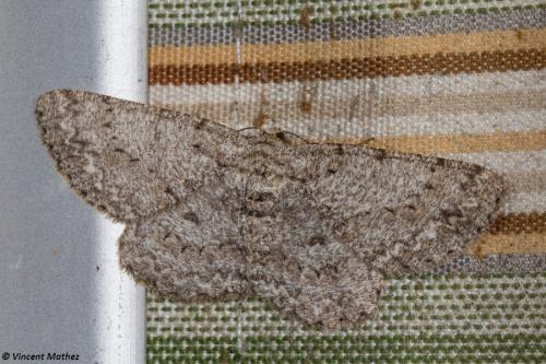 Hypomecis punctinalis